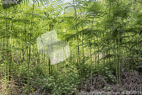 Image of Ferns  in the pinewood forest near Marina Romea
