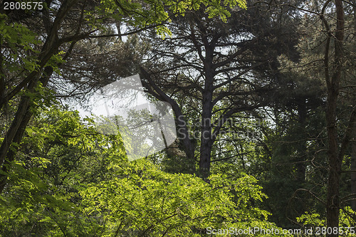 Image of Plants in the pinewood forest near Marina Romea 