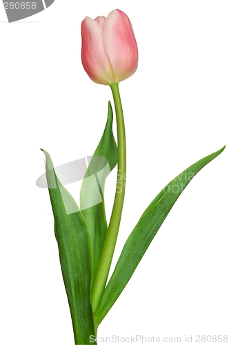 Image of Pink Tulip