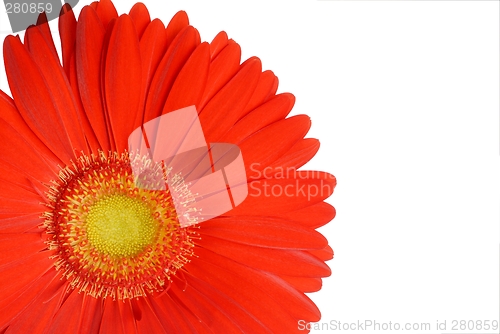 Image of Flower