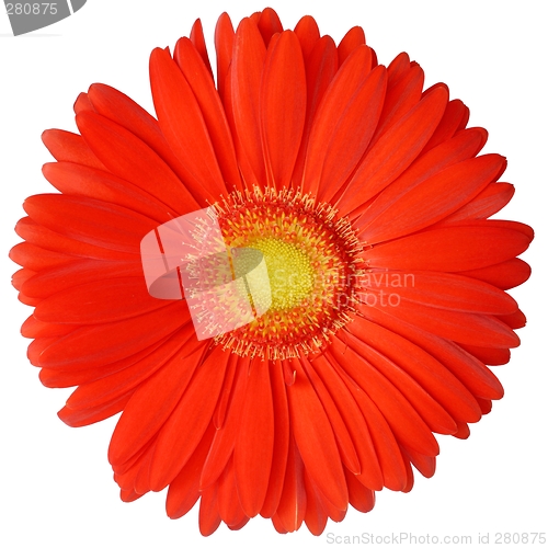 Image of Flower