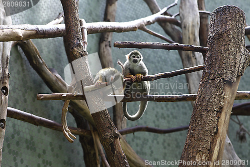 Image of Squirrel monkeys