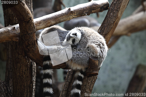 Image of Sleeping Katta