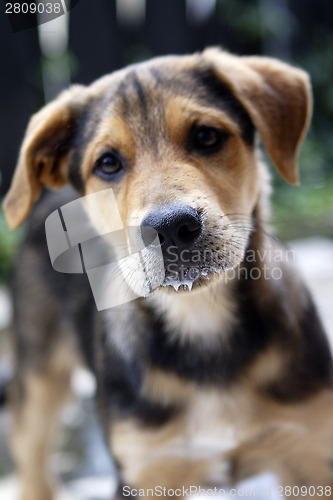 Image of Young German Shepherd mix