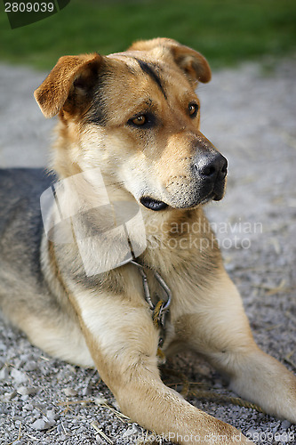 Image of Attentive German shepherd dog