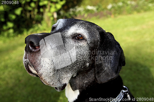 Image of German mastiff