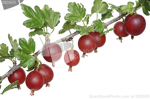 Image of Gooseberry