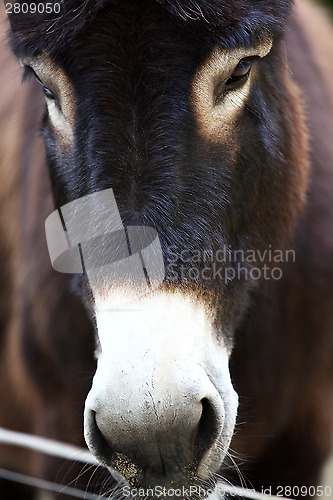 Image of Portrait of a donkey
