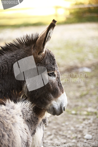 Image of Donkey family