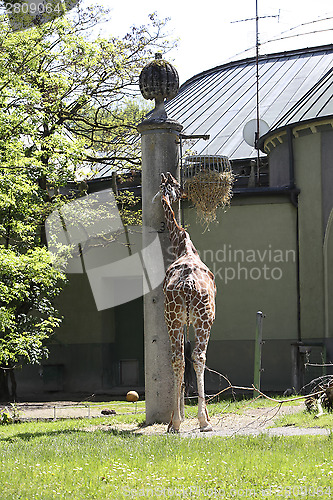 Image of Giraffe at the zoo