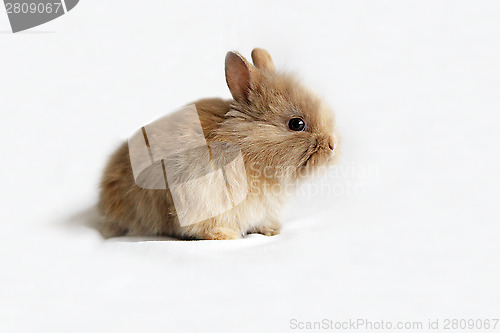 Image of Brown baby bunny