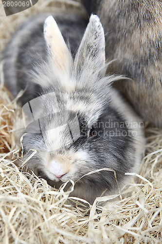 Image of Young Lion head bunnies