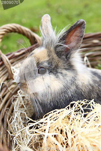 Image of Young Lion head bunny