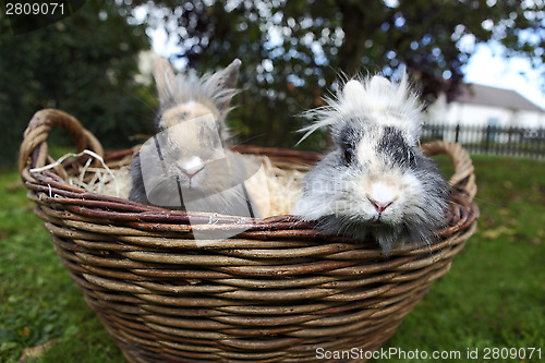 Image of Young Lion head bunnies