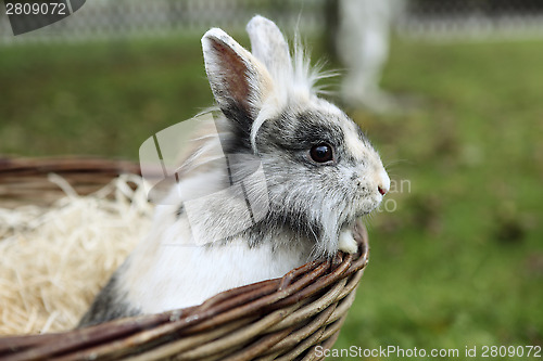 Image of Young Lion head bunny