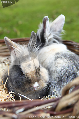 Image of Young Lion head bunnies