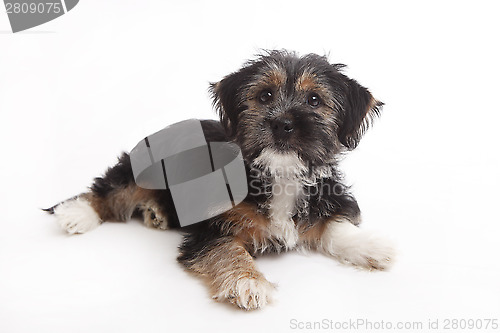 Image of Young Terrier Mix