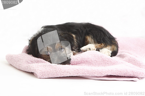 Image of Young Terrier on the blanket