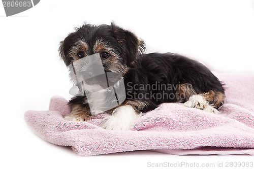 Image of Young Terrier Mix on the blanket