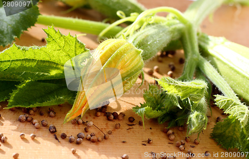 Image of Blooming zucchini 