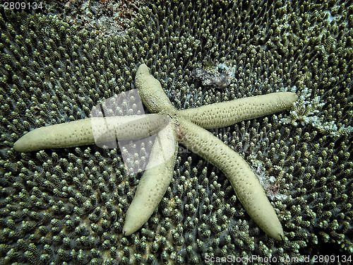 Image of starfish 