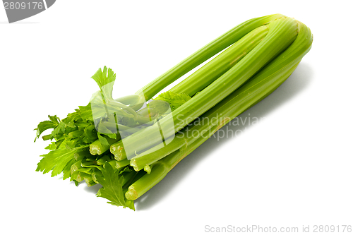 Image of Celery on White