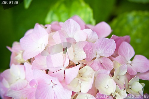 Image of hydrangea flower