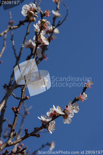 Image of Apricot Tree Blossoms