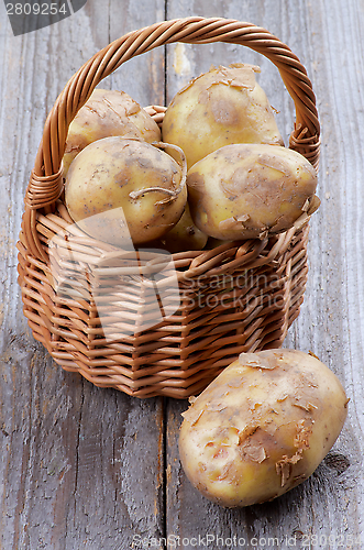 Image of New Harvest Potato