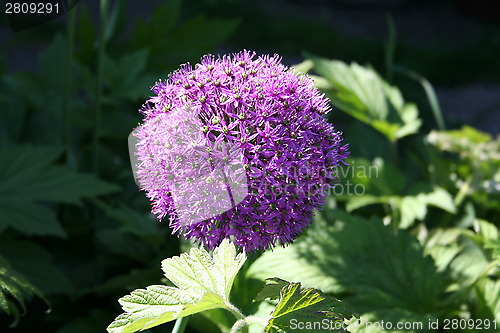 Image of Allium Giganteum