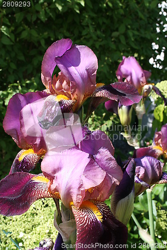 Image of Snap-dragon