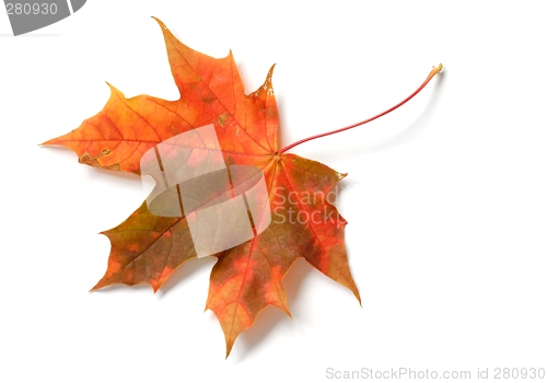 Image of Leaf
