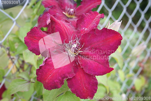 Image of Clematis Warszawska Nike