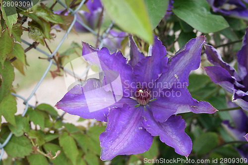 Image of Clematis President