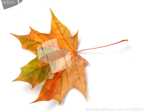 Image of Leaf