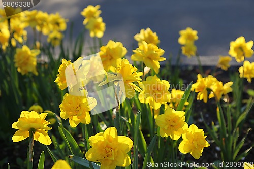 Image of Beautiful yellow Daffodils
