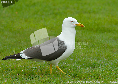 Image of Lesser Black-backed Gull