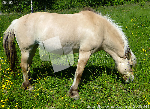 Image of Horse