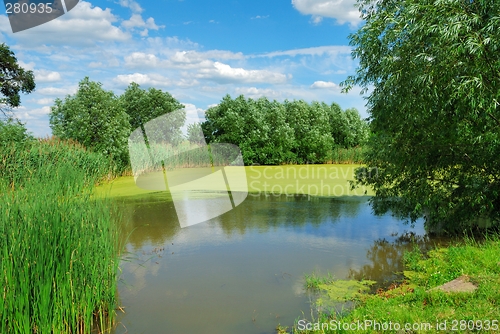 Image of Summer Landscape