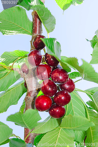 Image of Tasty ripe cherry dark red berry fruits