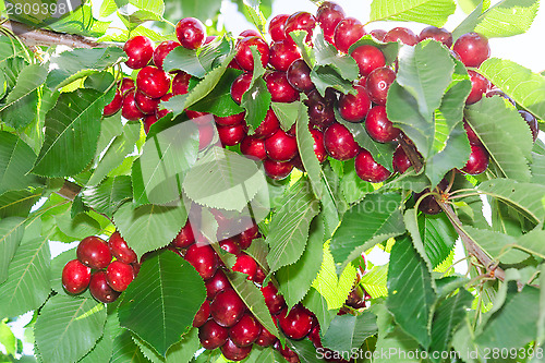 Image of Branches of cherry tree with ripe red berries fruits