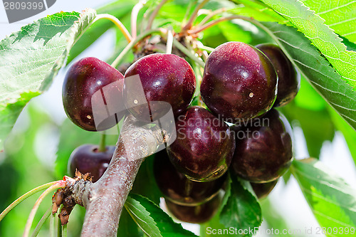 Image of Bunches of ripe juicy cherry dark bordo berry