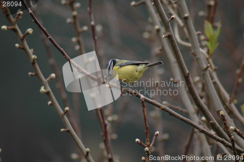 Image of Blue Tit