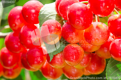 Image of Sunlit bunch of yellow red cherry berry