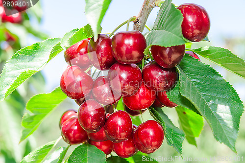 Image of Branch of cherry tree with dark red ripe berries