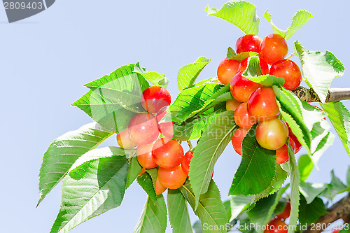 Image of Bright colored rainier white cherry berry