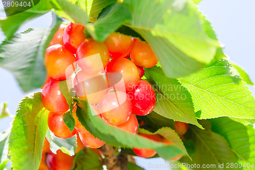 Image of Rainier white ripe cherry berry sweet and juicy fruits