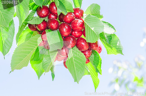 Image of Bunch of vivid red ripe cherry berries on summer sunlit tree bra
