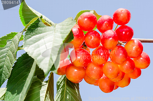 Image of Sunlight bunch of rainier white cherry berry