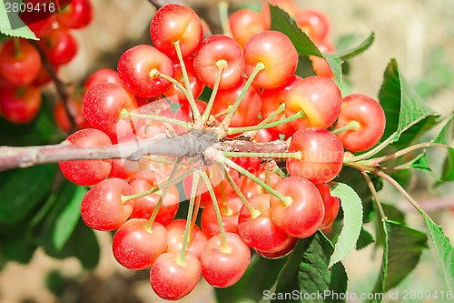Image of Big bunch of white ripe cherry juicy berry